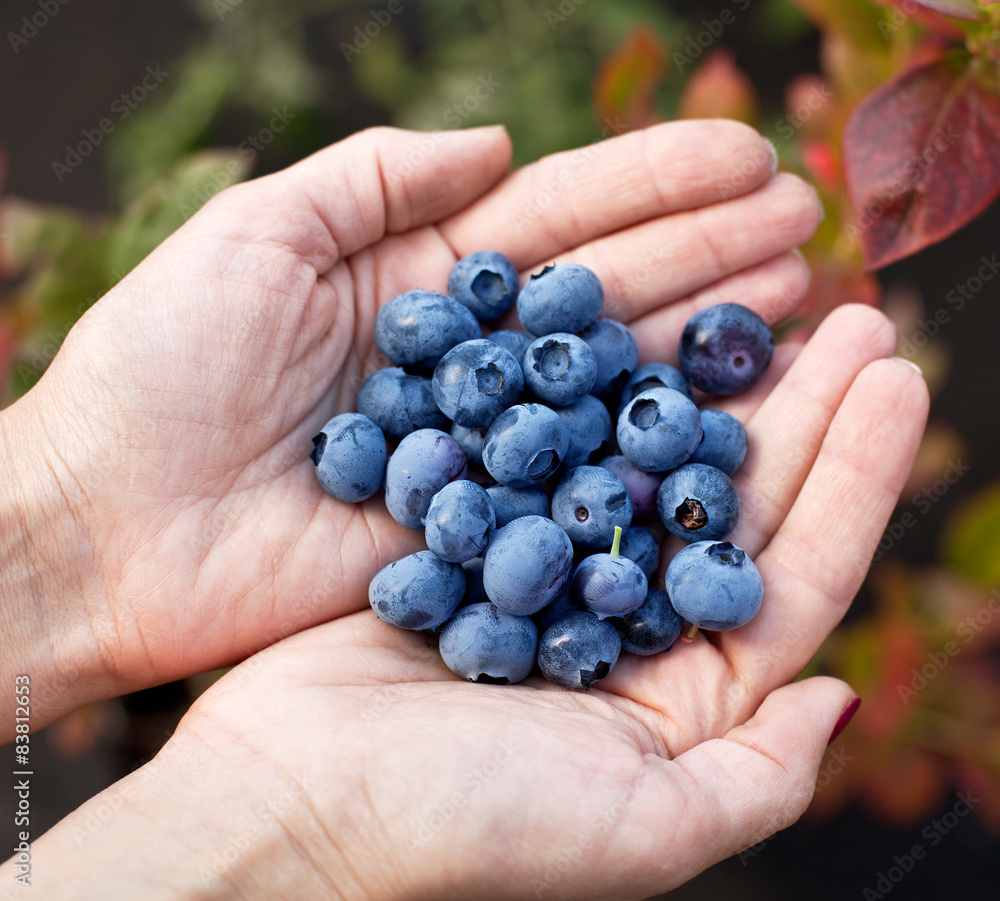 Blueberries in the woman's hands. Blueberries in the woman's hands.