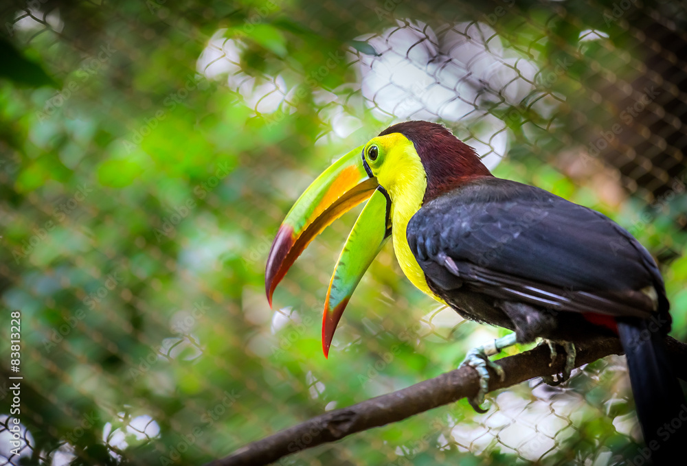 Obraz premium Colorful keel-billed toucan bird