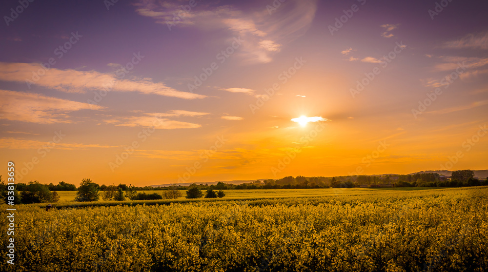 Obraz premium Field of yellow rape