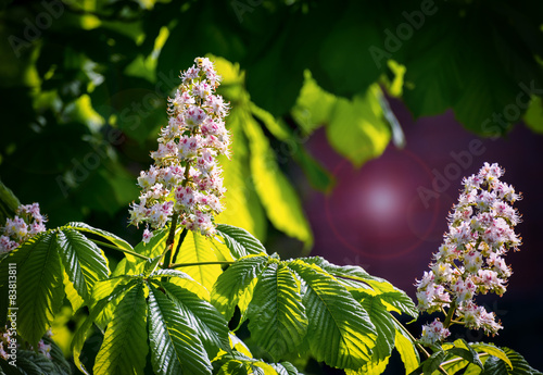 Branches of blossoming chestnut tree