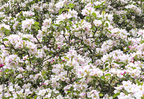 Blossoming apple tree by spring
