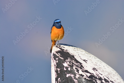 ブータンの野鳥　ルリビタイジョウビタキ photo