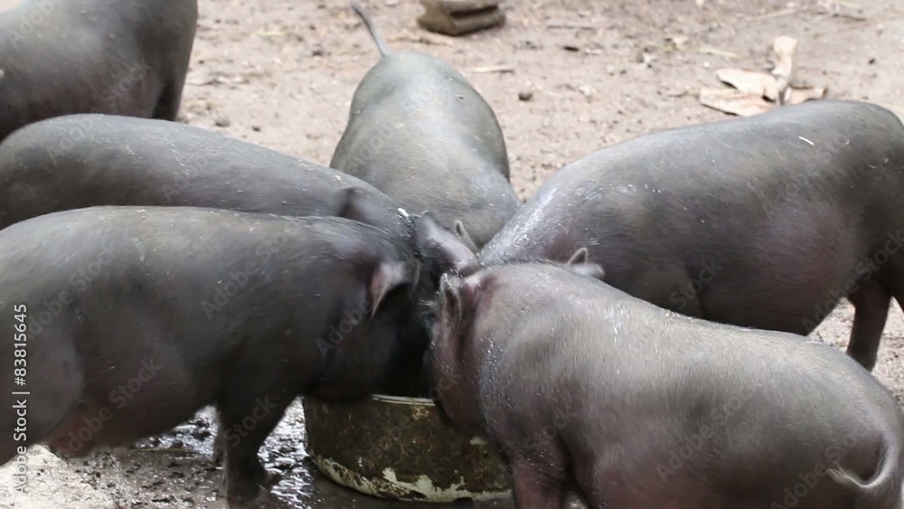 Thirsty small pigs Thirsty small pigs