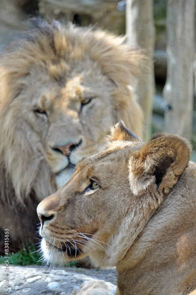 Lion and lioness