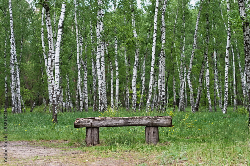 old wooden bench in birch grove old wooden bench in birch grove