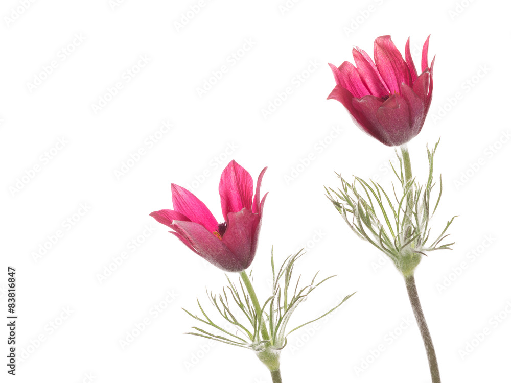 Fototapeta premium bright flowers Pulsatilla patens