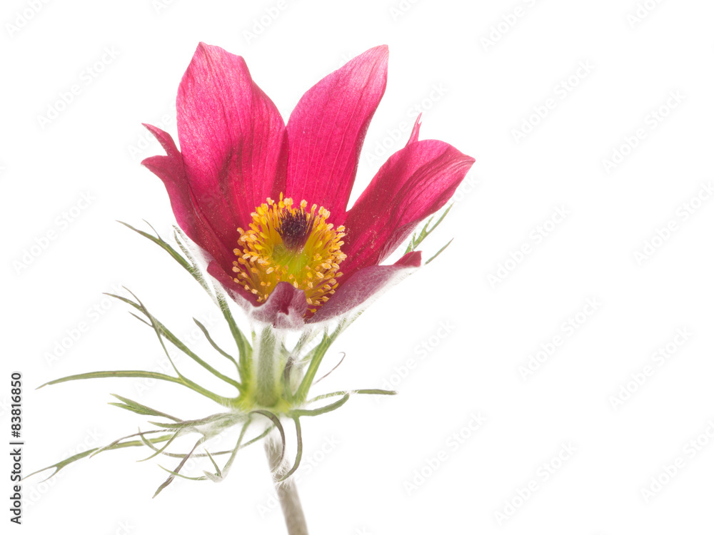 Spring red and pink flower Pulsatilla patens