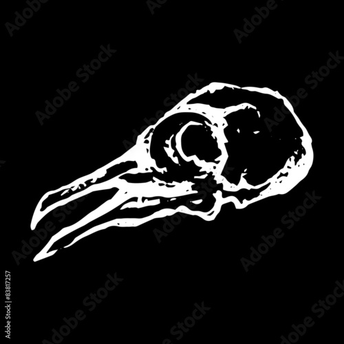 Monochrome white black skull of dove