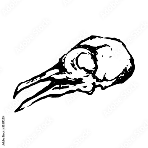 Monochrome white black skull of dove