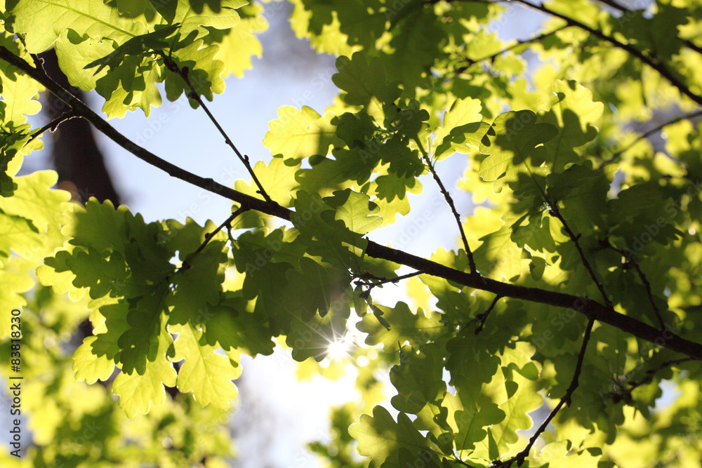 Oak leaves Oak leaves