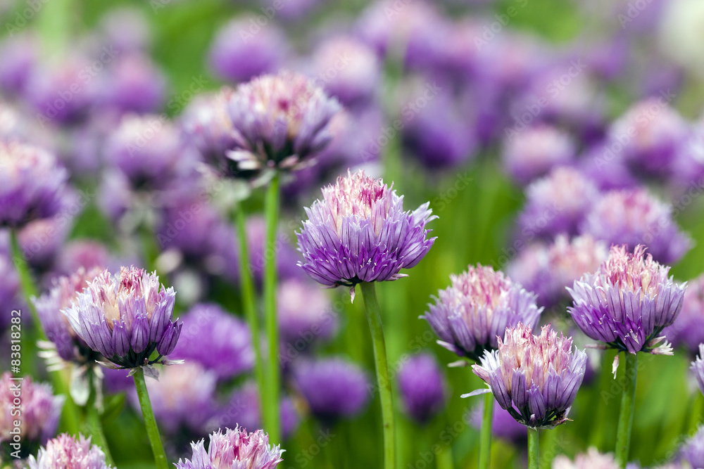 garlic flower garlic flower