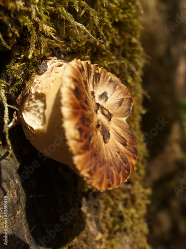 Baumpilz im Wald photo