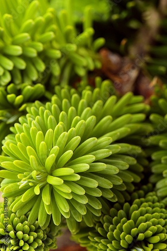 young shoot a coniferous tree