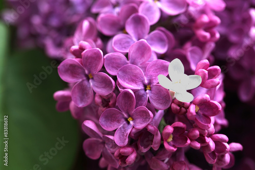 violet and white Lilac photo