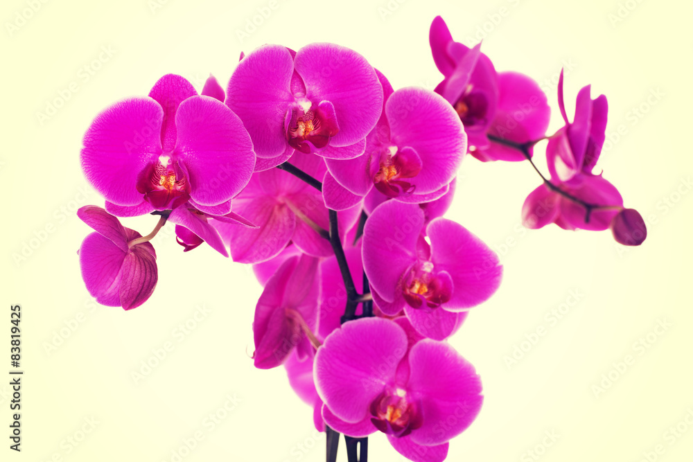 Fototapeta premium Oddział fioletowa orchidea