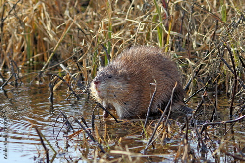 Muskrat in the spring afternoon