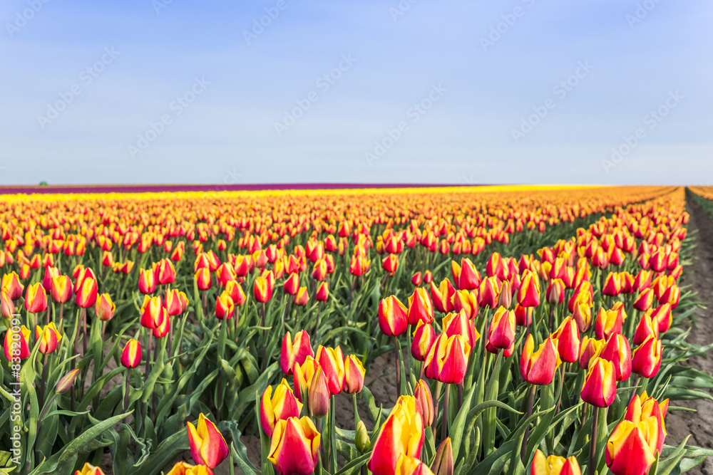 Tulpen