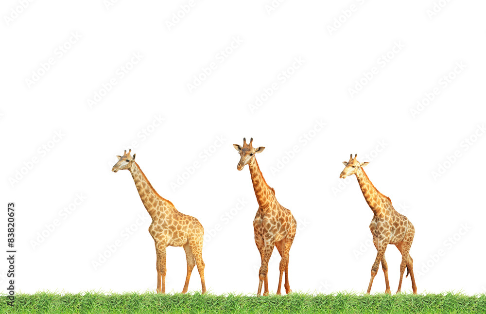 Fototapeta premium Giraffe flock on green grass field