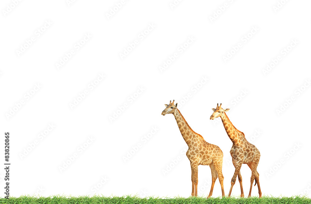 Naklejka premium Giraffes on green grass field