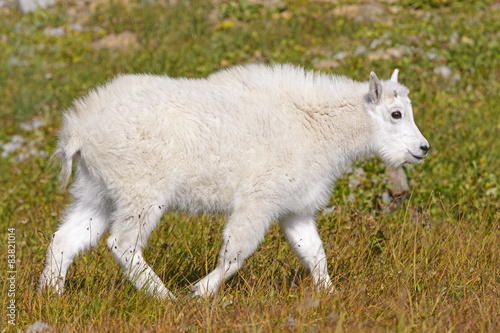 Baby Mountain Goat in an Alpine Meadow