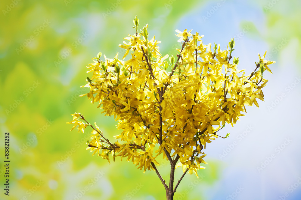 Forsythie (intermedia Zabel), blau grüner Hintergrund Forsythie (intermedia Zabel), blau grüner Hintergrund