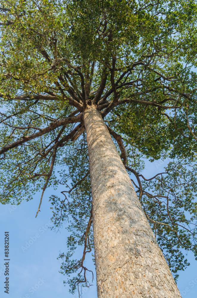 Fototapeta premium big tree