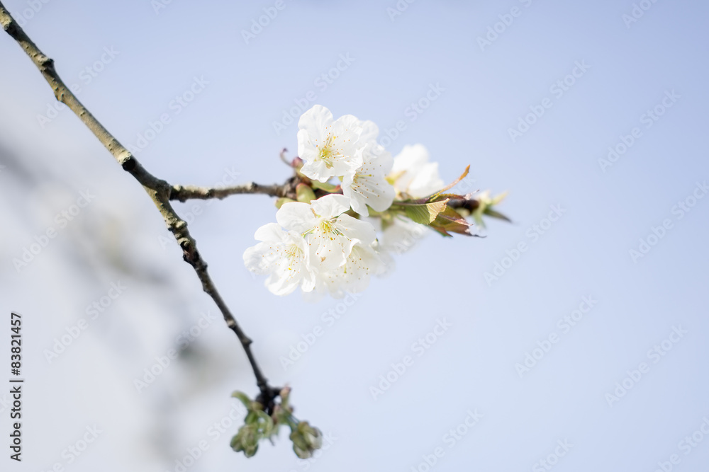 Europe, Netherlands, Goirle, Spring blossom, Cherry Tree Europe, Netherlands, Goirle, Spring blossom, Cherry Tree