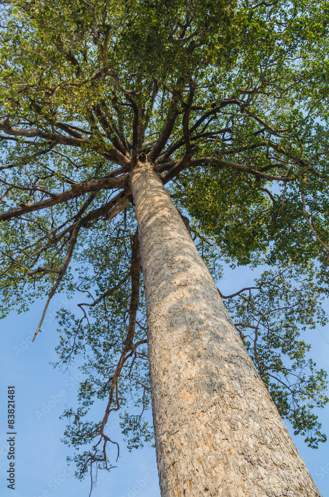 Fototapeta premium big tree
