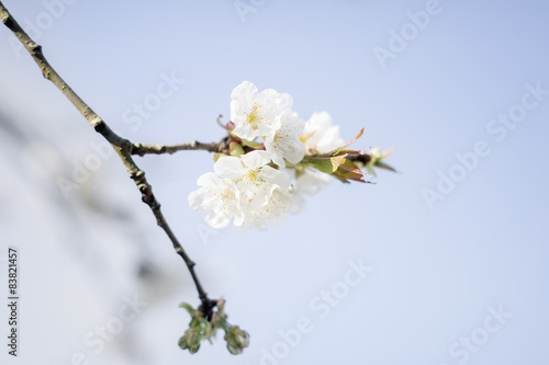 Europe, Netherlands, Goirle, Spring blossom, Cherry Tree © tunedin