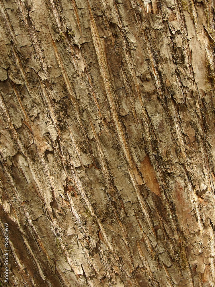 Obraz premium Baumrinde mit Struktur
