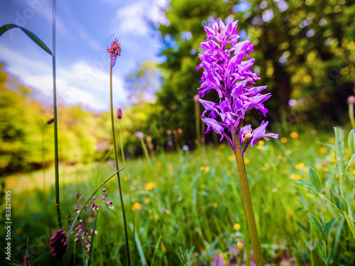 Fototapeta Naklejka Na Ścianę i Meble -  Orchis Militaris