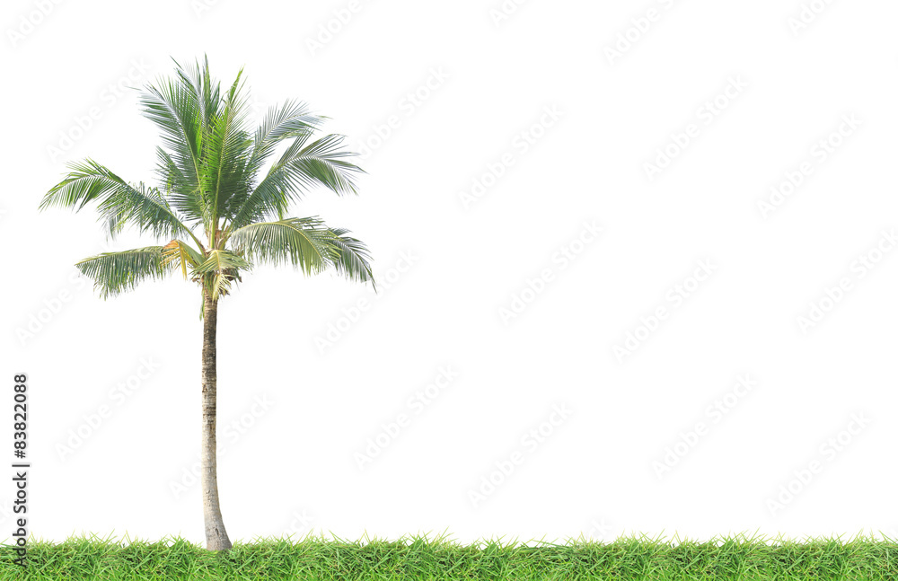 Naklejka premium Coconut tree on green grass field