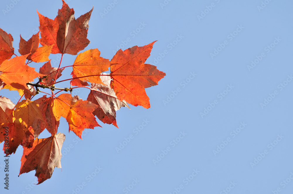autumn maple leafs, Canada autumn maple leafs, Canada
