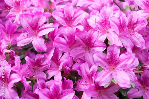 Pink flowers of a rhododendron close up © Shchipkova Elena