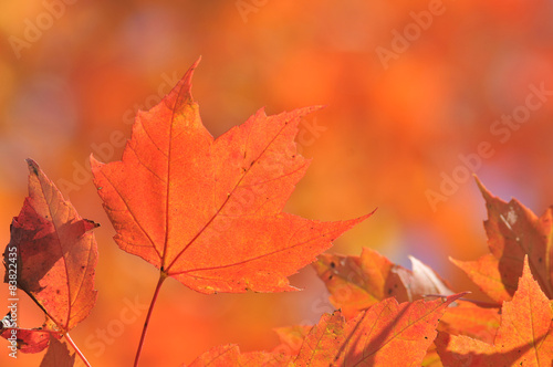 autumn maple leafs, Canada