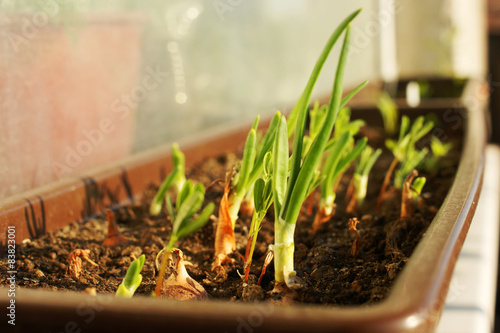 green onion seedlings
