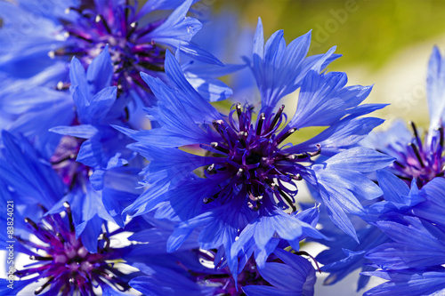 Foto cornflower