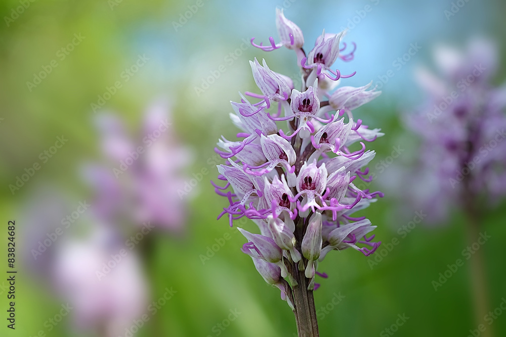 Obraz premium orchis singe