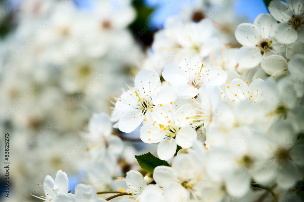 Beautiful white flower with amazing blossoms Beautiful white flower with amazing blossoms
