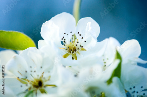 Beautiful white flower with amazing blossoms
