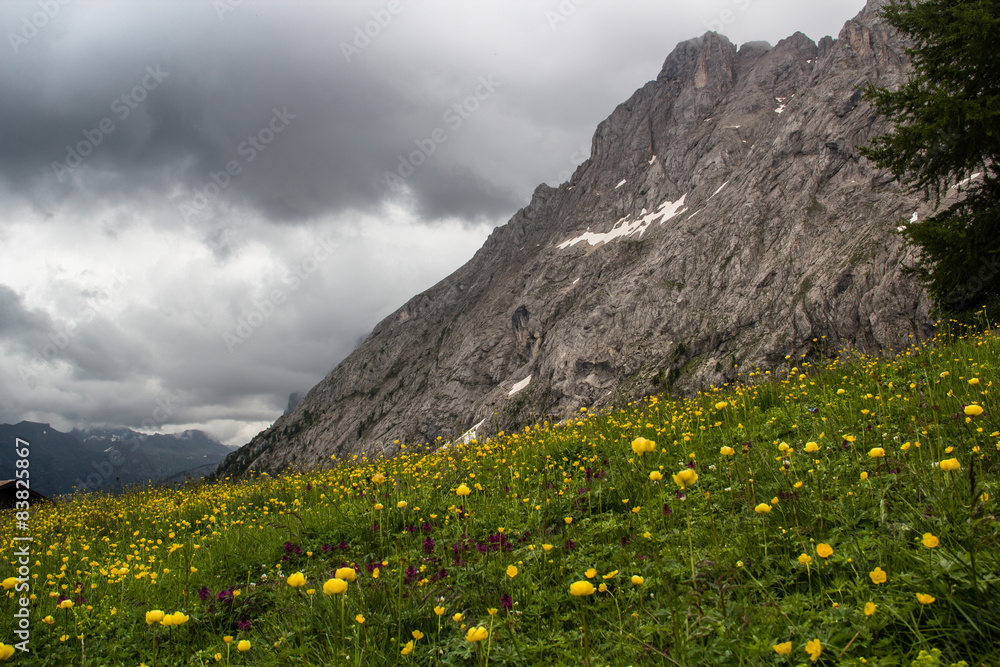 Prato fiorito in estate sulle Dolomiti