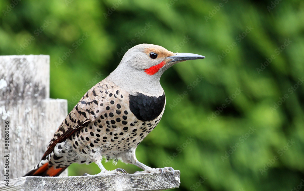 Male Northern Flicker sitting on a pole, Canada Male Northern Flicker sitting on a pole, Canada