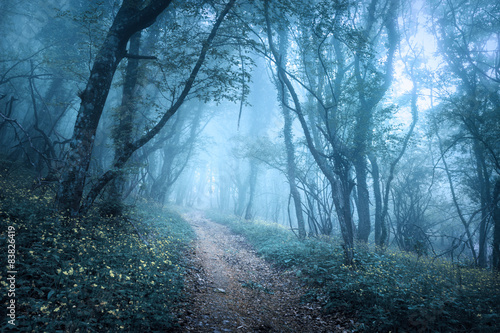 Trail through a mysterious dark forest in fog