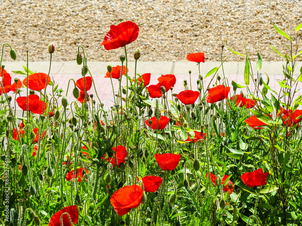 Fototapeta premium Poppies on the seashore
