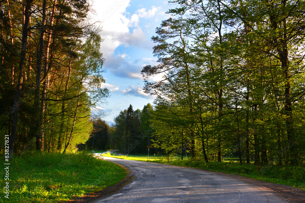 Fototapeta premium Spring landscape with forest