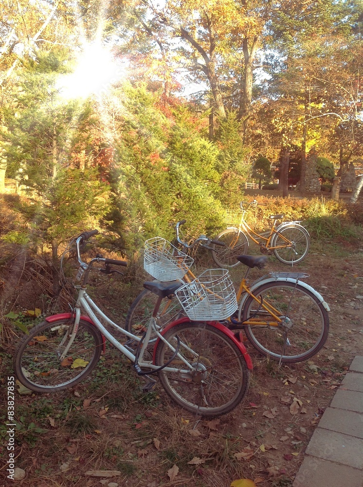 bicycles in the garden. 