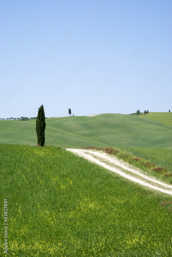 Tuscany hills and countryside in Sienna region, Italy Tuscany hills and countryside in Sienna region, Italy