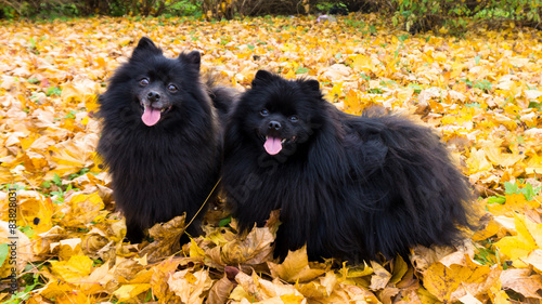 pomeranian dog german spitz autumn season