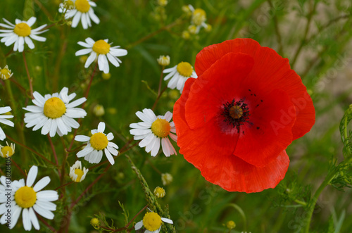 Fototapeta Naklejka Na Ścianę i Meble -  poppy flower
