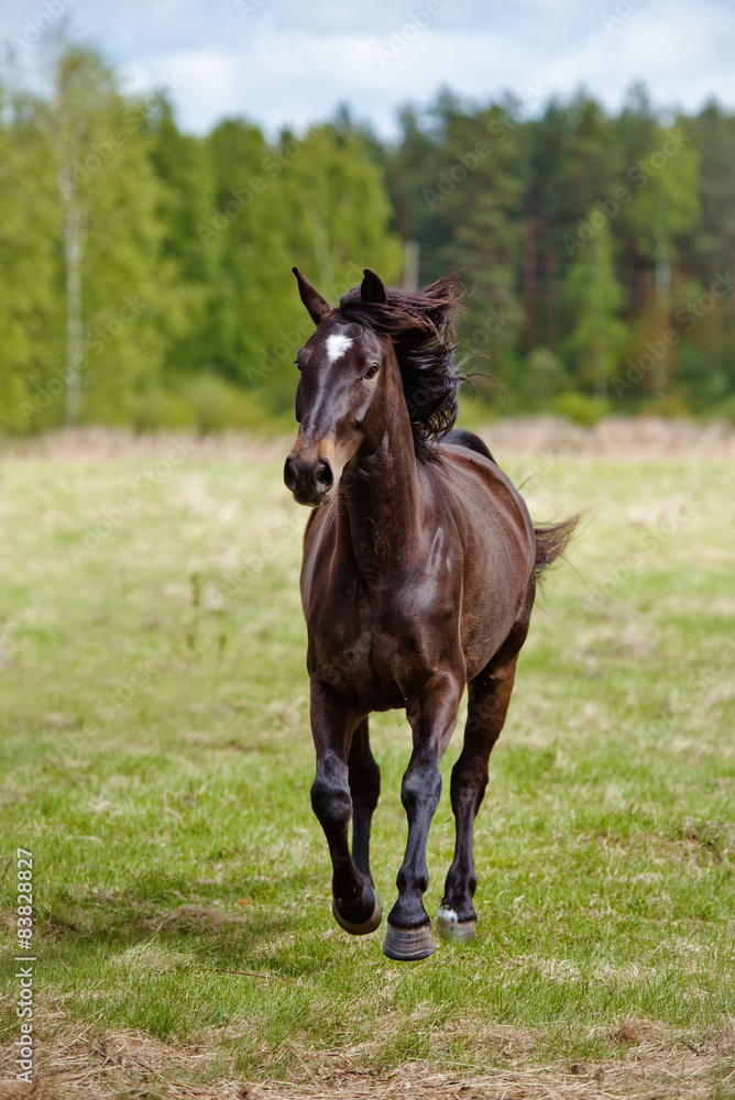 beautiful horse running on a field beautiful horse running on a field